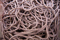 Thumbnail for Grape Licorice Laces - Candy | Sugar Bear Candy